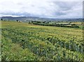 Wheat in the foreground