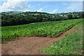 View to Graig Syfyrddin