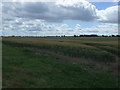 NZ3370 : Crop field, Murton Steads Farm by JThomas