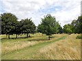 TQ2874 : Trees on Clapham Common by Paul Gillett