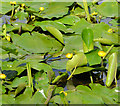 Water lilies, Lisburn