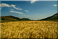 Ripening Barley