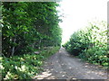 Byway towards Oaken Wood