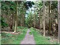TQ2733 : Woodland path, Tilgate Forest by Robin Webster