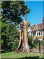 Dead Oak Tree, Durnsford Road, London N11