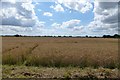 Farmland near Partridge Hill Farm