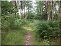 Path in Pasture Wood