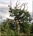 SJ7163 : Dying Oak Tree by Stephen Burton