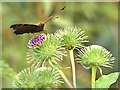 TM0732 : Peacock Butterfly Feeding by David Dixon