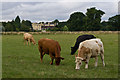 Cows on the Childwick Bury estate