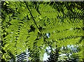SX9150 : Tree fern frond, Coleton Fishacre by Derek Harper