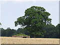 Old farm building near Binbury Lane