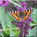 Tortoiseshell on purple buddleia