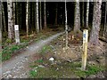 H7186 : Cyclist's trail, Davagh Forest by Kenneth  Allen