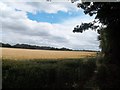 Crop Field near Brecks Lane