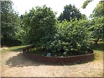 SK9224 : Newton's apple tree at Woolsthorpe Manor by David Smith