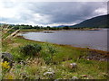 Shoreline at Cairndow