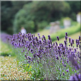 TQ8512 : Lavender at Fairlight Hall by Oast House Archive