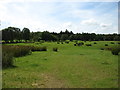 Fields west of Pasture Lane