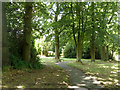 Fragment of Blackwater Wood, Pound Hill, Crawley