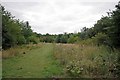 Summer in Linnets Wood