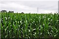 Mid Devon : Crops Growing