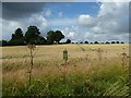 TF3363 : Revesby Farms' habitat margin by Christine Johnstone