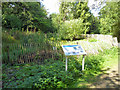 Marshy pond, Goffs Park