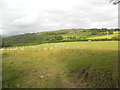 Sheep on pasture land, Cellan