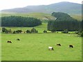 Cattle in Glen Isla