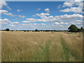 Footpath through meadow, Duton Hill