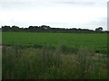 Crop field near Tattershall Thorpe