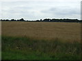 TF2556 : Crop field east of Redham by JThomas