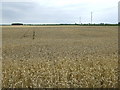 Ripening crop, Sandy Bank