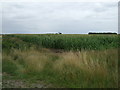 Crop field off Sandy Bank 