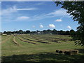 Straw lines, Bramble Farm