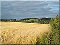 Crop Field Adjoining Goodwin