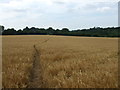 Footpath to Brickyard Plantation