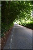 NU2517 : Road near Howick Hall by DS Pugh