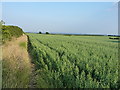 A field of oats near Prospect Village