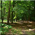 Forest path