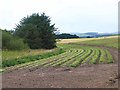 Harvested field of cabbages at Balrownie