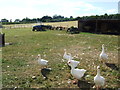 Geese near East farleigh