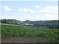 Maize field of Hollow Wall Farm