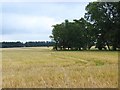 Field of barley near Inverquharity