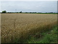 Crop field off Church Lane