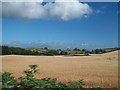 A field of grain west of Bucks Head Road