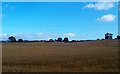 Fields of grain east of Clough