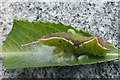 Puss Moth (Cerura vinula) Caterpillar with parasite