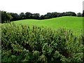 Nettles, Learden Upper